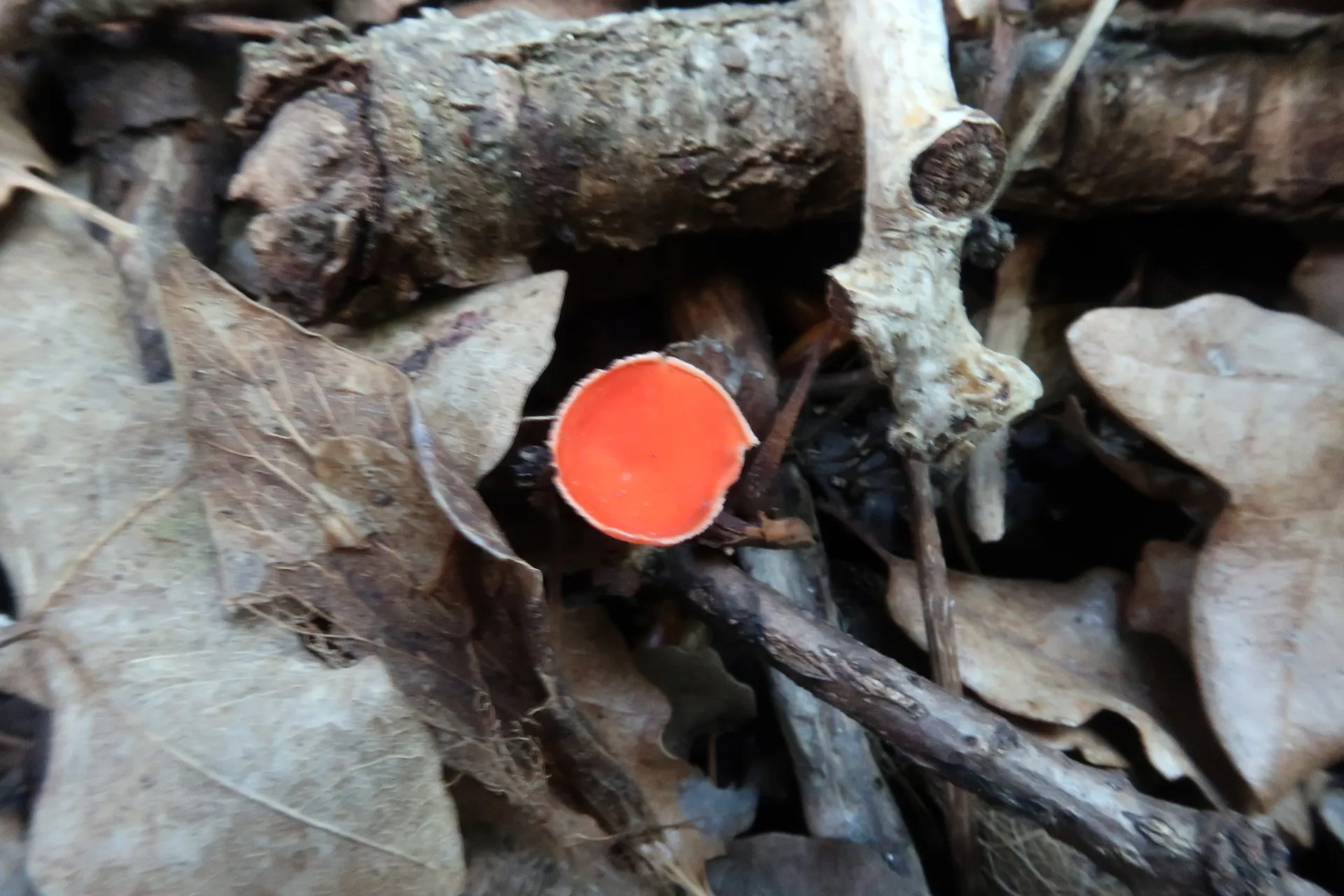 Sarcoscypha coccinea - 1 - IMG_2832